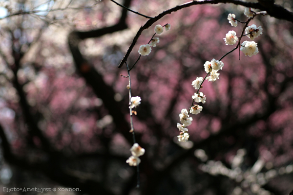 秘密の梅園　\'07_a0020340_20365157.jpg