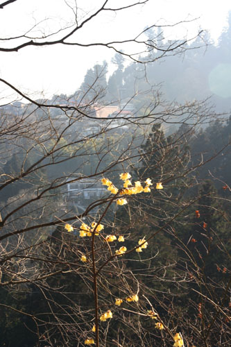 武蔵御嶽神社_a0035442_15175855.jpg