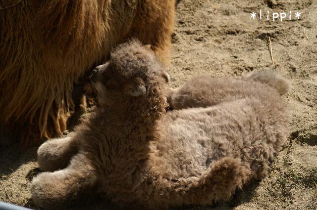 赤ちゃんラクダのコブ 動物園でお散歩 赤ちゃんラクダのコブ 動物園でお散歩