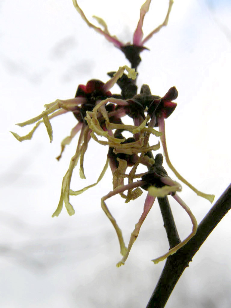 e0064158_1173877.jpg