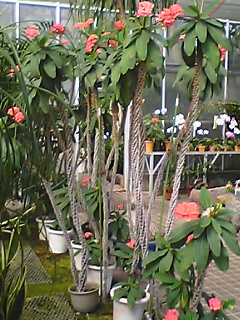 動物の名の植物_d0069964_2335828.jpg