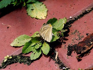 スジグロシロチョウの食草「イヌガラシ」_d0019074_925545.jpg