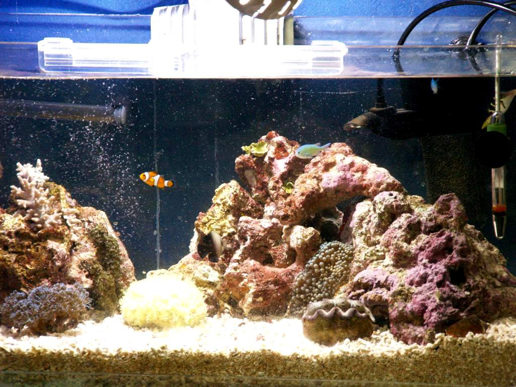 水槽レイアウトとサブ水槽 四季の庭 錦鯉３