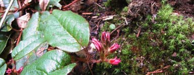 e0032609_1333022.jpg