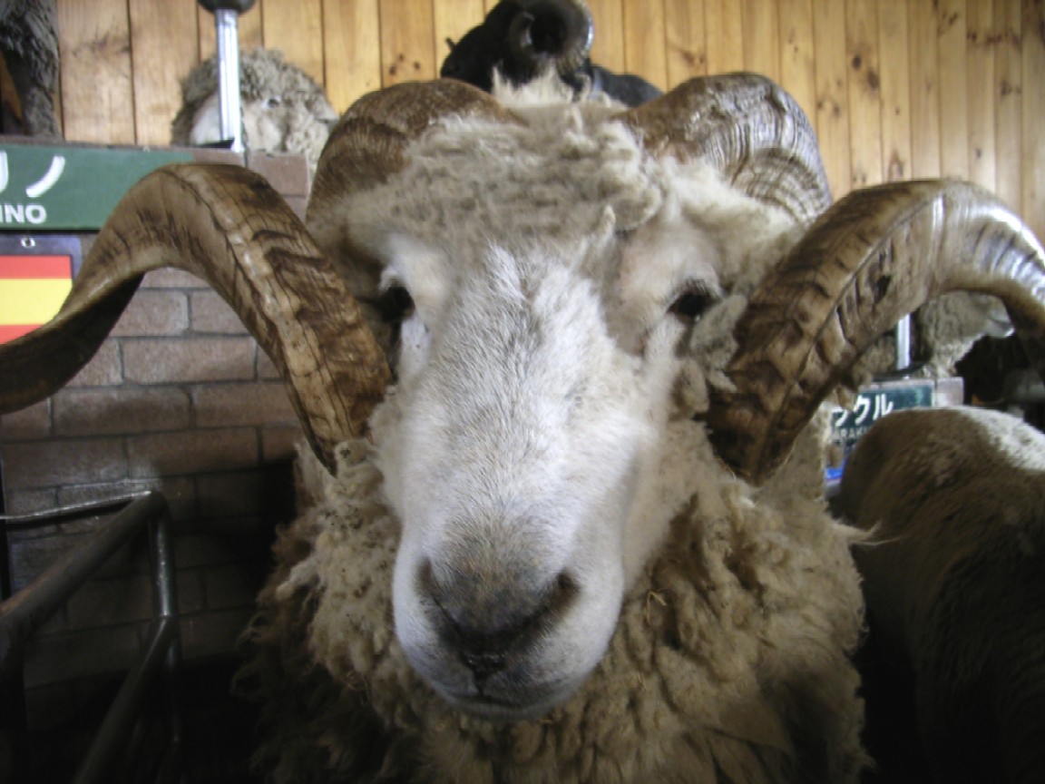 早春の房総へ 動物編 魂境 たまさか