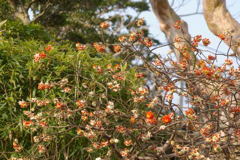 赤花三椏の赤い花 気になる木 楝の春夏秋冬 赤花三椏の赤い花 気になる木 楝の春夏秋冬