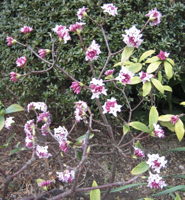 お花たち 2_b0100229_14552772.jpg
