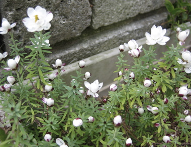 お花たち 2_b0100229_152415.jpg