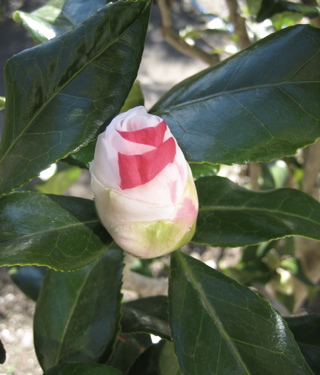 お花たち 2_b0100229_20221942.jpg