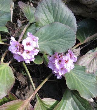 お花たち 2_b0100229_20281074.jpg