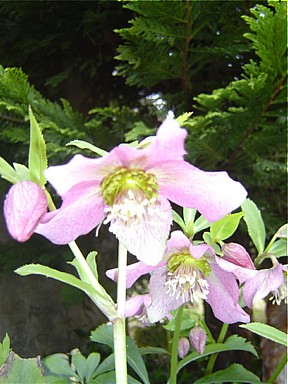 e0057248_14435615.jpg
