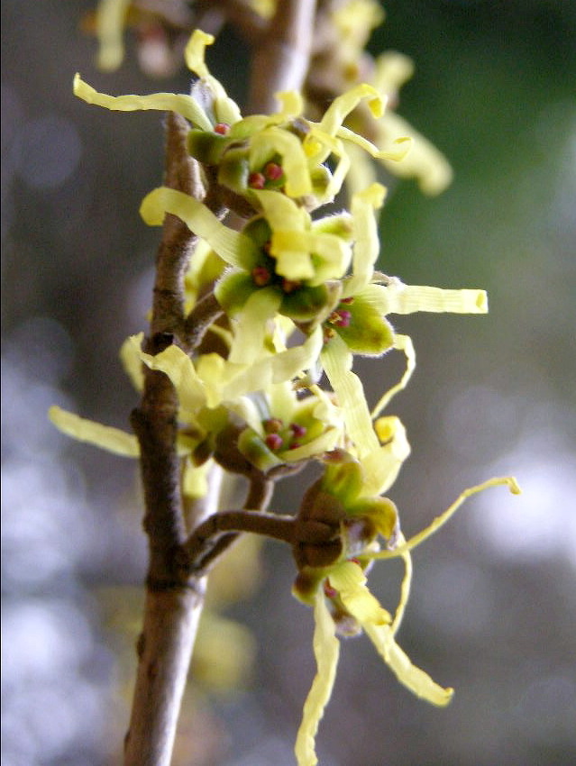 すべての花の画像 無料印刷可能万作 花言葉