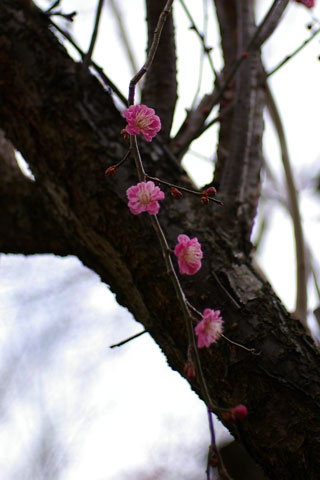 b0072176_18551079.jpg