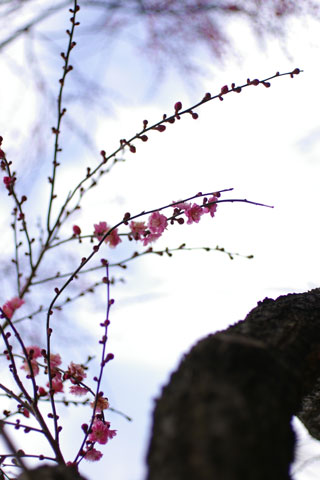b0072176_18552563.jpg