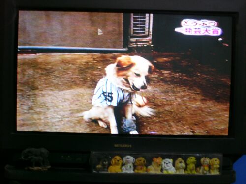 アイラ　IN　どうぶつ奇想天外！　/　Islay in the animal show, Doubutu Kisoutengai_a0032004_5495595.jpg