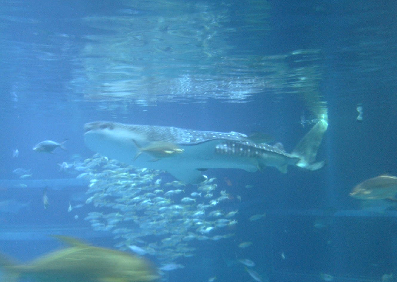 a0049811_19273063.jpg