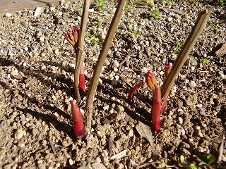 牡丹の芽ー 少し伸びてきました 田中英語塾講師の日記