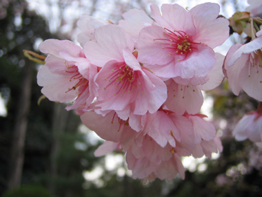 河津桜_e0110940_2119190.jpg