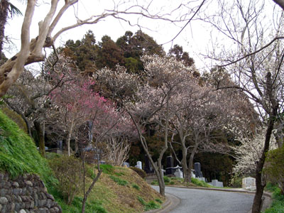 ３月９日　専称寺＆梅林寺の梅_f0105342_16141781.jpg