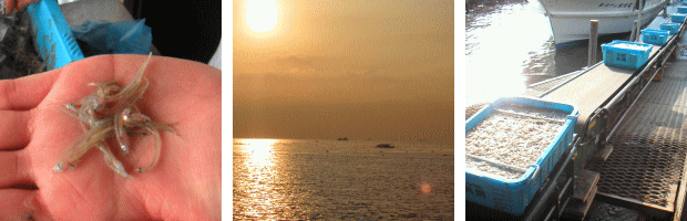 d0083265_112710.gif