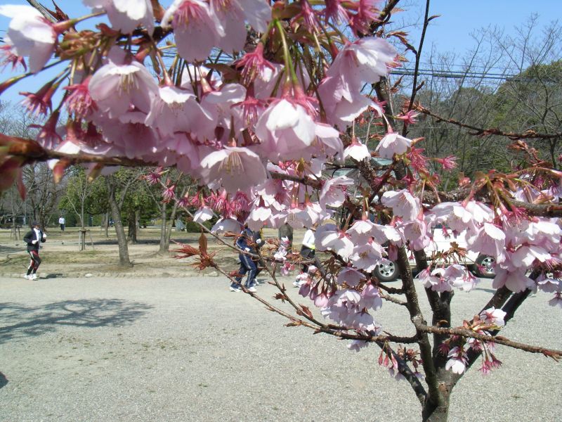 徳島で見つけた春_c0025115_21345163.jpg