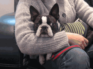 e0080117_23532667.gif