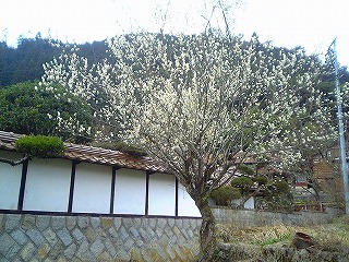 梅の花咲く_c0060919_20331728.jpg
