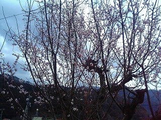 梅の花咲く_c0060919_20335274.jpg