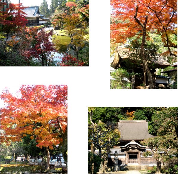鎌倉錦秋編(2):円覚寺・明月院(06.12)_c0051620_7104955.jpg