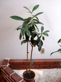 e0011951_13434754.gif