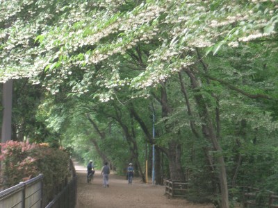 玉川上水のエゴノキ：立川市幸町：5月下旬_c0112172_14884.jpg