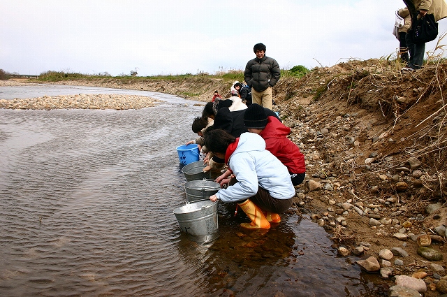 鮭の稚魚を放流しました。_f0011412_1755694.jpg