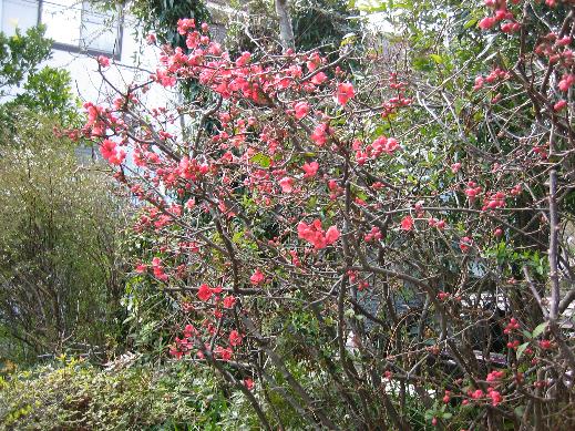 びぃペットホテルへ＆ぼけの花満開に近づきました！！_c0040218_20452442.jpg