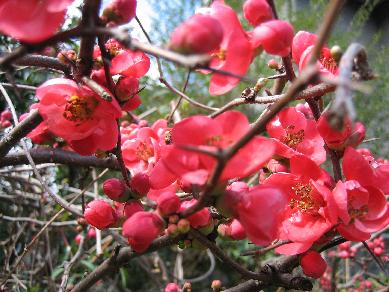 びぃペットホテルへ＆ぼけの花満開に近づきました！！_c0040218_20455120.jpg