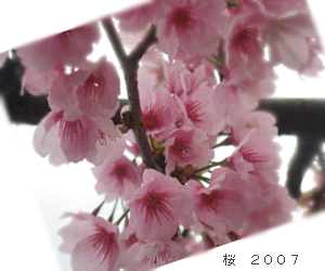 桜満開～～～～＾＾_b0100929_22303441.gif