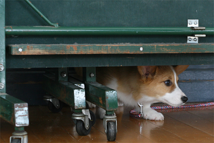 新学期　犬もするなり　自己紹介_b0031538_0152992.jpg