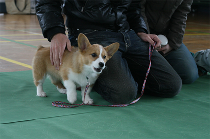 新学期　犬もするなり　自己紹介_b0031538_09278.jpg