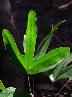 f0029038_21264748.jpg
