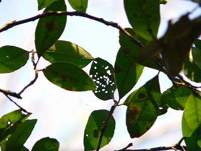 f0029038_21265855.jpg