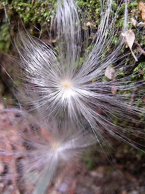 f0029038_21312073.jpg