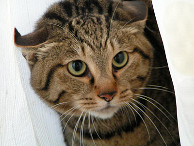 マヌル山猫・・・じゃないよ。_a0028451_2253595.jpg