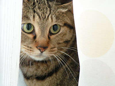 マヌル山猫・・・じゃないよ。_a0028451_2257512.jpg