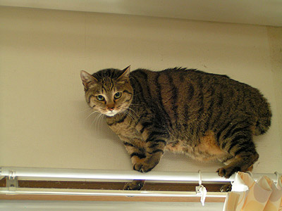 マヌル山猫・・・じゃないよ。_a0028451_22583071.jpg