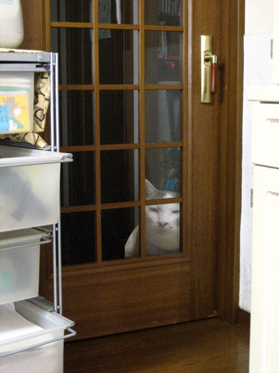 マヌル山猫・・・じゃないよ。_a0028451_23121992.jpg