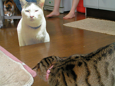 マヌル山猫・・・じゃないよ。_a0028451_2316380.jpg