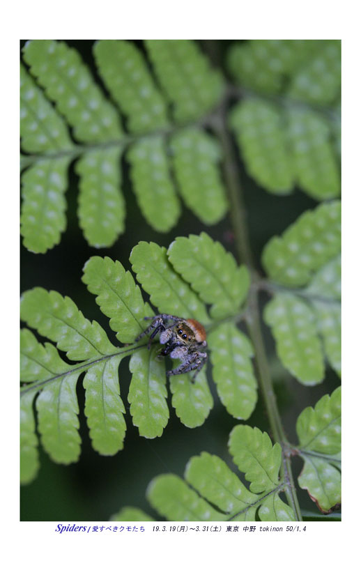 Spiders / 愛すべきクモたち_b0082969_1949015.jpg