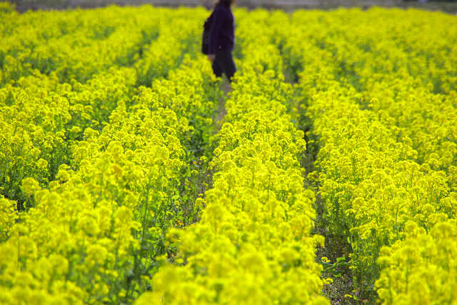 菜の花にうもれて・・・・・_a0059187_844093.jpg