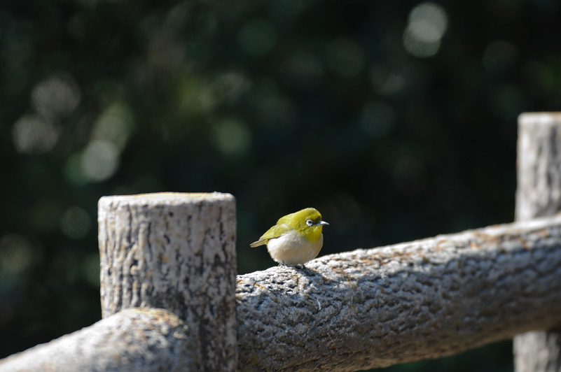 3/8日の鳥撮り２_c0034787_825236.jpg