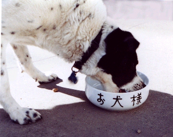 お犬様、お食事の時間でございます_f0133306_284481.jpg