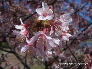 桜ですね_b0061107_1932652.jpg